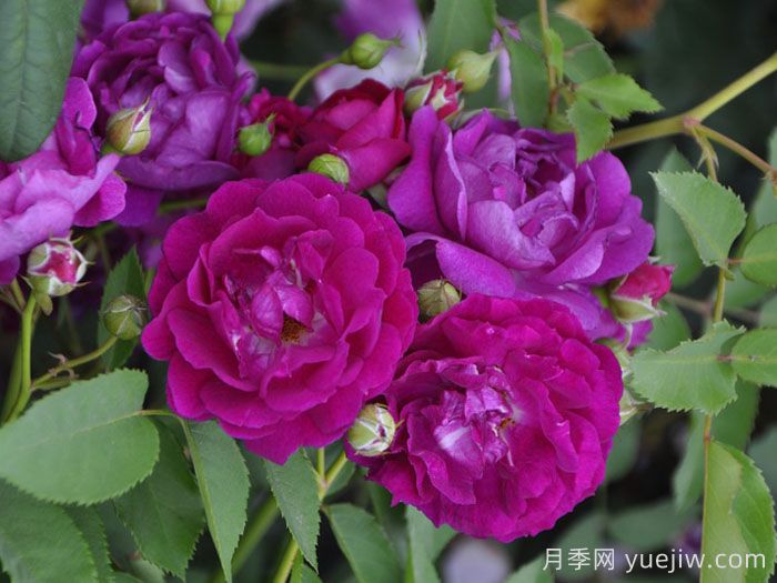 艾凡赫月季/艾芬豪(图1) 艾凡赫月季/艾芬豪(图1)