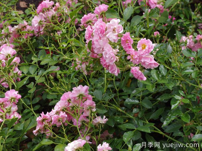 艾莉婕月季/艾丽泽(图1)