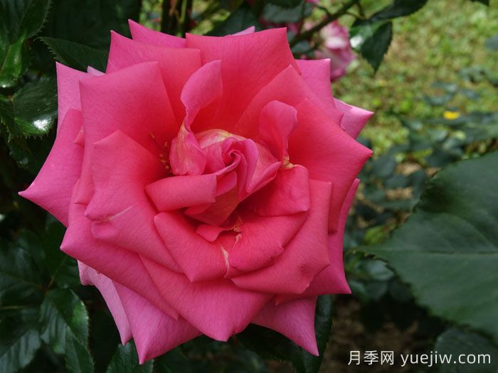 芬芳艾莉婕月季(图1) 芬芳艾莉婕月季(图1)