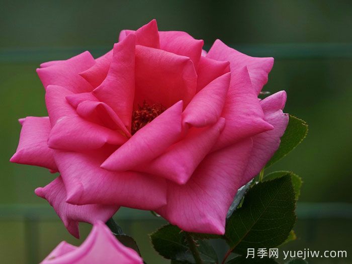 芬芳艾莉婕月季(图2) 芬芳艾莉婕月季(图2)