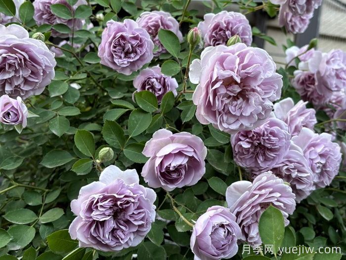 藤本月季品种那么多!看看哪一款最适合你!(图8) 藤本月季品种那么多!看看哪一款最适合你!(图8)