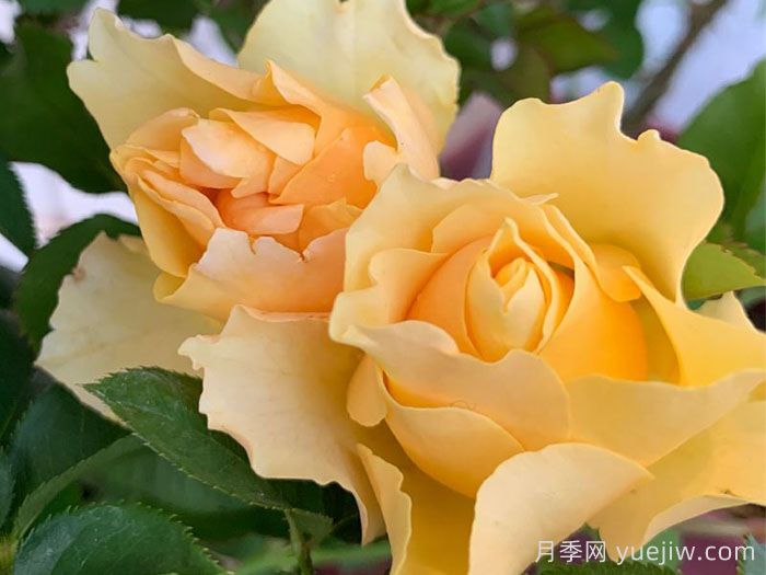 喀秋莎月季(图1)