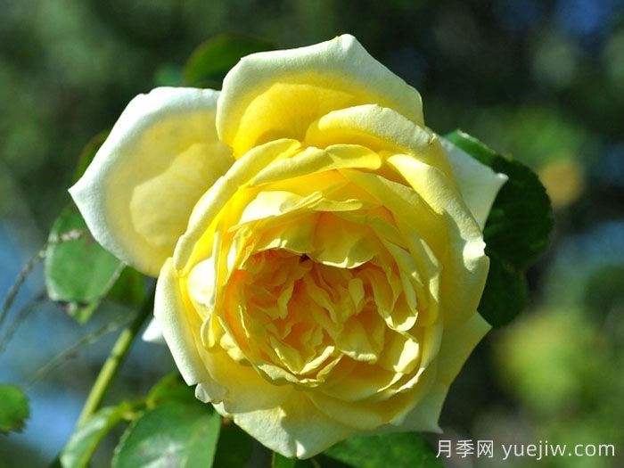 游乐园月季/赌场月季(图1)