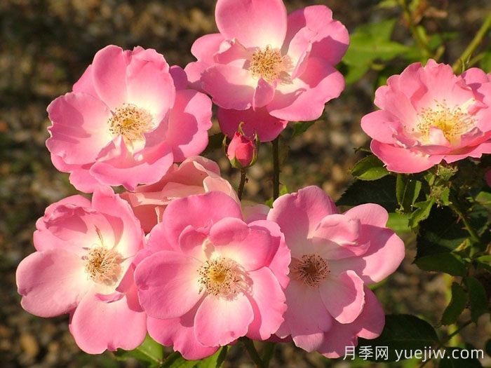 安吉丽娜月季/安洁莉娜(图1) 安吉丽娜月季/安洁莉娜(图1)