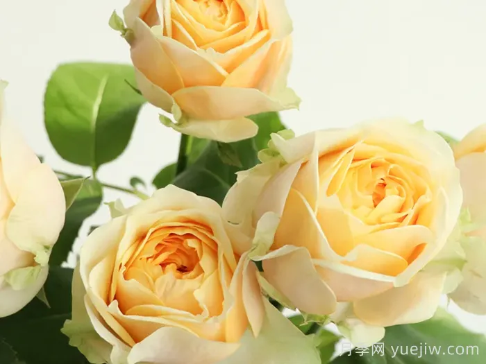 明星月季Yulduz(图1)