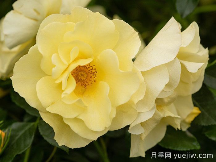 阿什顿沃尔德月季(图1) 阿什顿沃尔德月季(图1)