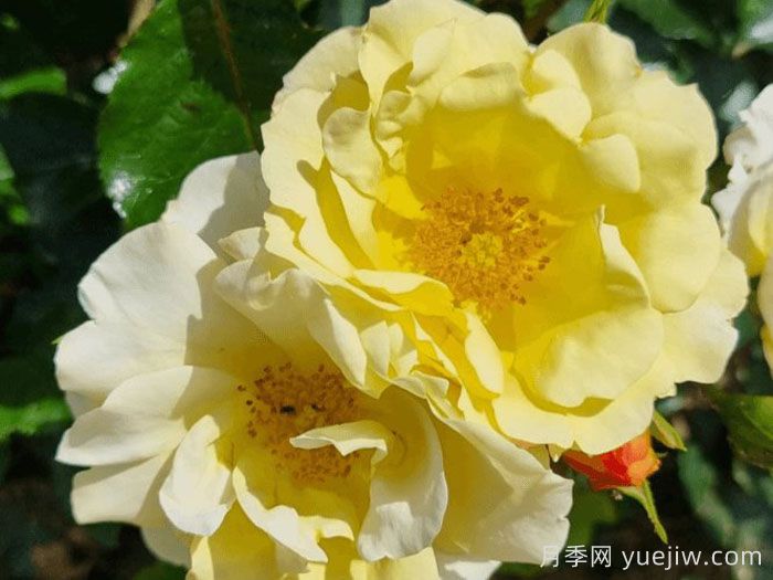 阿什顿沃尔德月季(图2) 阿什顿沃尔德月季(图2)