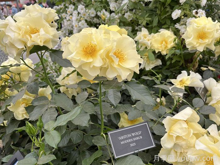 阿什顿沃尔德月季(图3) 阿什顿沃尔德月季(图3)