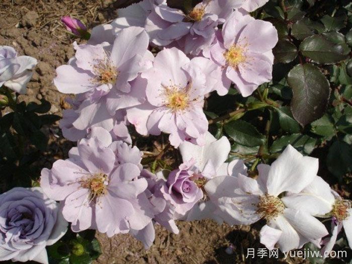 泻湖月季(图2) 泻湖月季(图2)