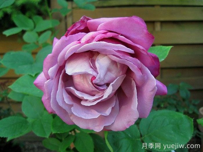 蓝湖月季/蓝色泻湖(图1)