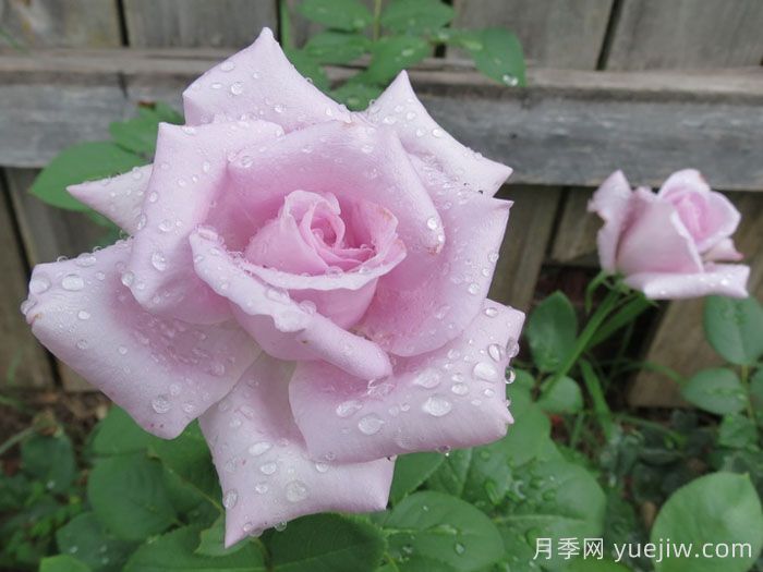 蓝湖月季/蓝色泻湖(图2)