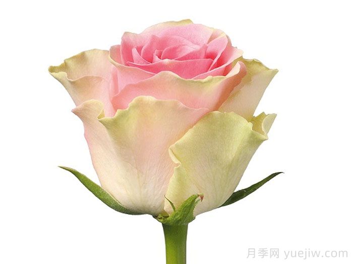 速腾月季/炫速(图2)