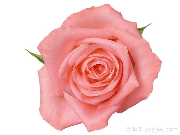 安娜卡丽娜月季/安卡丽娜(图1) 安娜卡丽娜月季/安卡丽娜(图1)