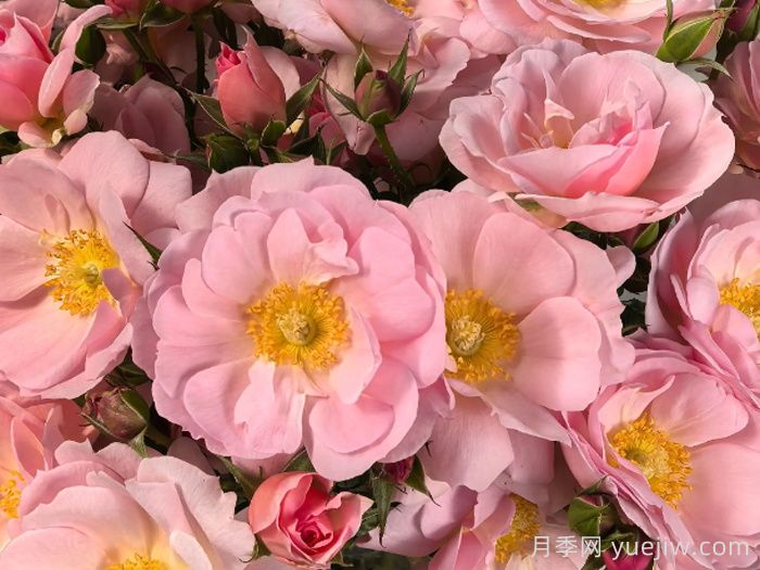 芭乐摇摇奶昔月季(图1) 芭乐摇摇奶昔月季(图1)