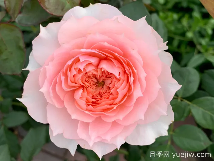 莫妮卡戴维月季(图2)