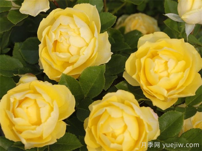 耐寒的5个品种月季,0度以上就能开花(图2) 耐寒的5个品种月季,0度以上就能开花(图2)