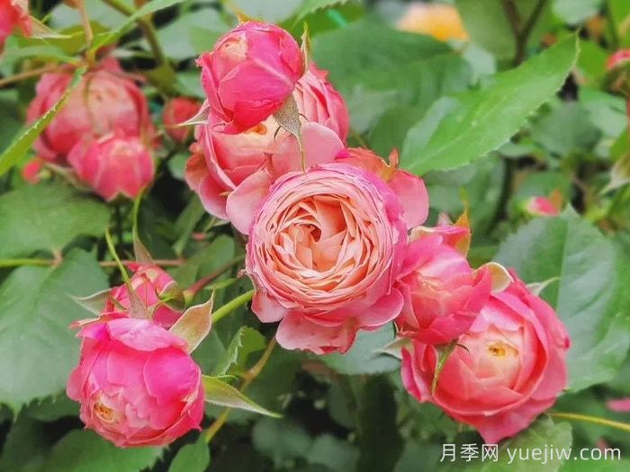 耐寒的5个品种月季,0度以上就能开花(图4) 耐寒的5个品种月季,0度以上就能开花(图4)