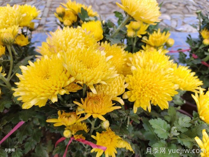 秋天14株疗愈系植物,让院子浪漫又温柔(图1) 秋天14株疗愈系植物,让院子浪漫又温柔(图1)