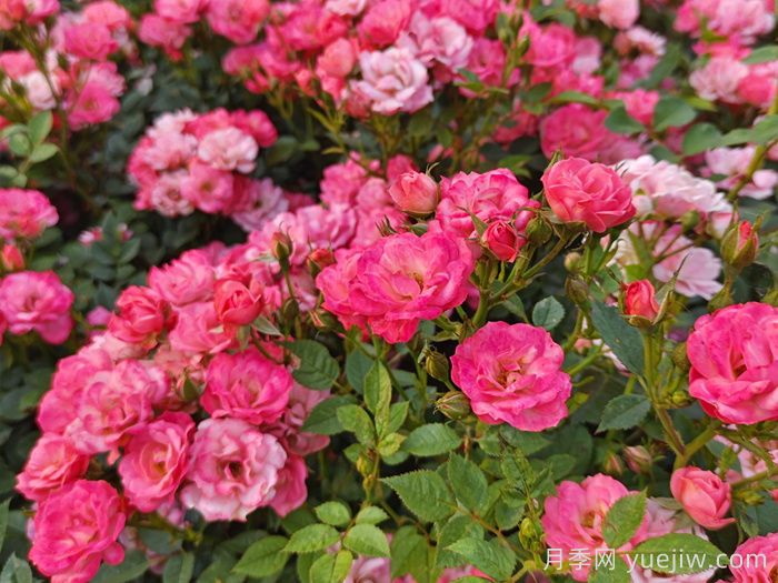 秋天14株疗愈系植物,让院子浪漫又温柔(图2) 秋天14株疗愈系植物,让院子浪漫又温柔(图2)