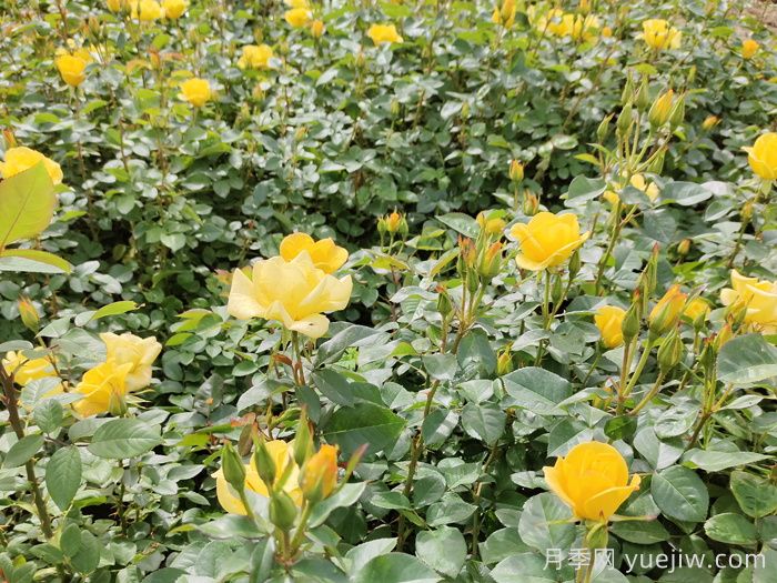 月季想要爆强笋,不能盲目压枝,教你秘诀(图1) 月季想要爆强笋,不能盲目压枝,教你秘诀(图1)