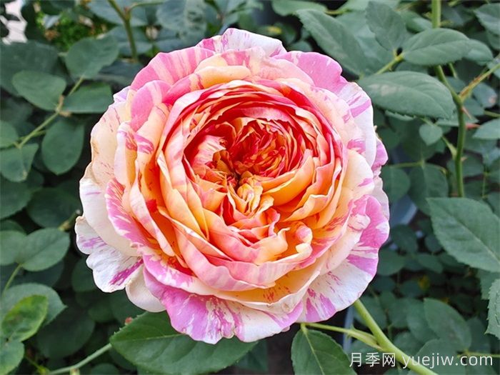 耐热性强的6种月季，35度高温花型花色依然很美(图1)