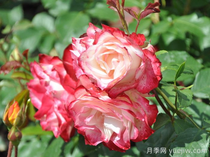 耐热性强的6种月季，35度高温花型花色依然很美(图2)