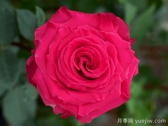 完美蒙蒂月季/浑身是胆(图1) 完美蒙蒂月季/浑身是胆(图1)