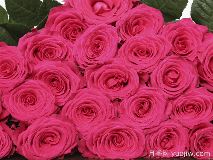 完美蒙蒂月季/浑身是胆(图2) 完美蒙蒂月季/浑身是胆(图2)