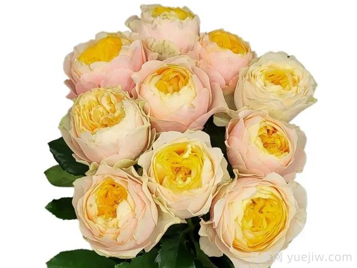 圣彼得公园月季(图2) 圣彼得公园月季(图2)