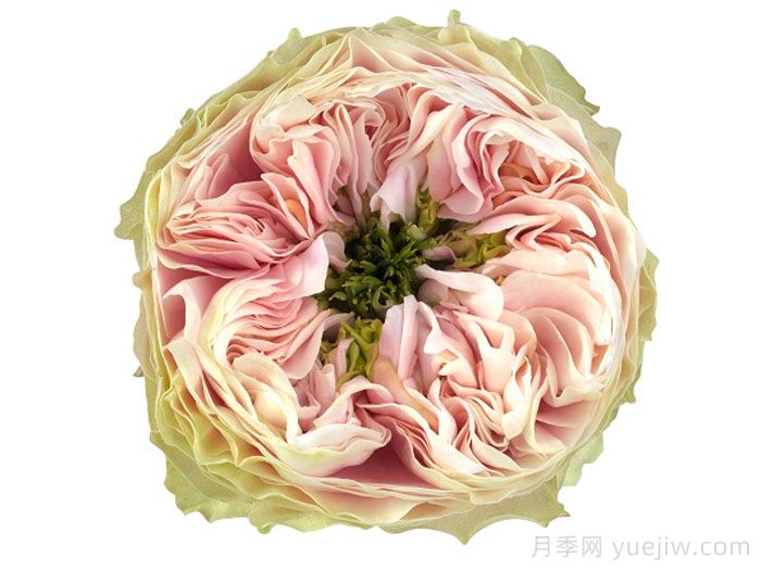 圣彼得公园月季(图1) 圣彼得公园月季(图1)