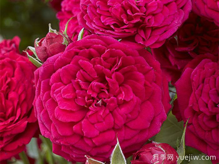 爆炸砰月季(图1) 爆炸砰月季(图1)