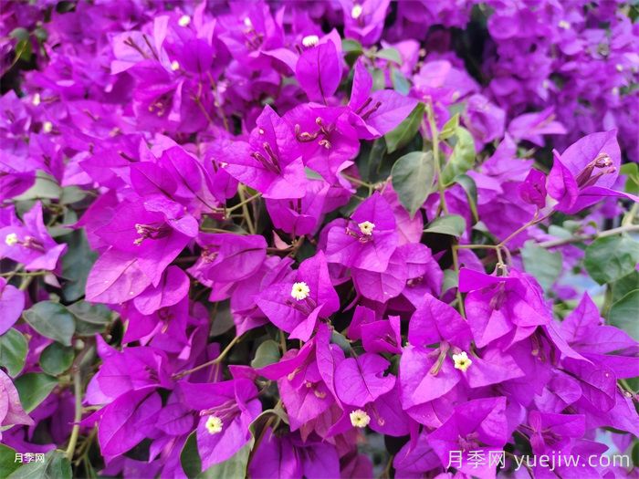 冬天来临，三角梅如何顺利越冬？(图1)