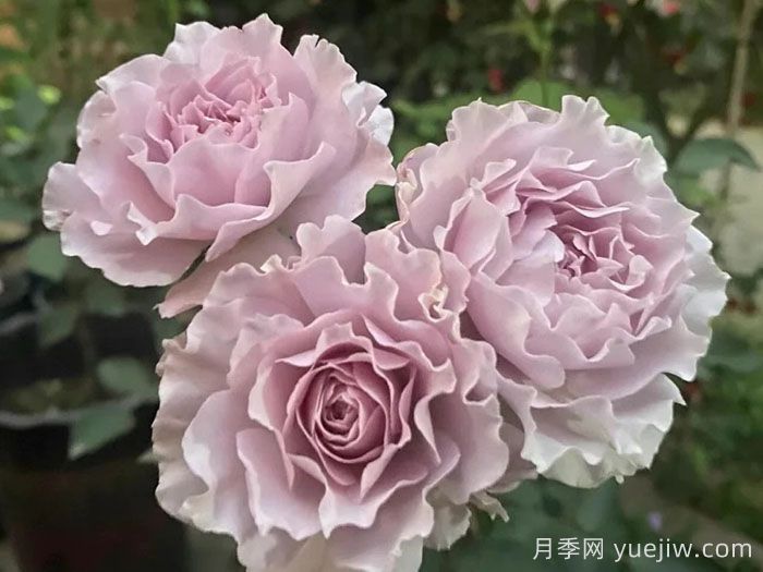 分享十款优秀蓝紫色月季品种(图1) 分享十款优秀蓝紫色月季品种(图1)