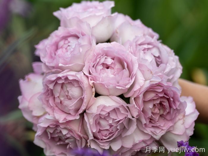 分享十款优秀蓝紫色月季品种(图2) 分享十款优秀蓝紫色月季品种(图2)