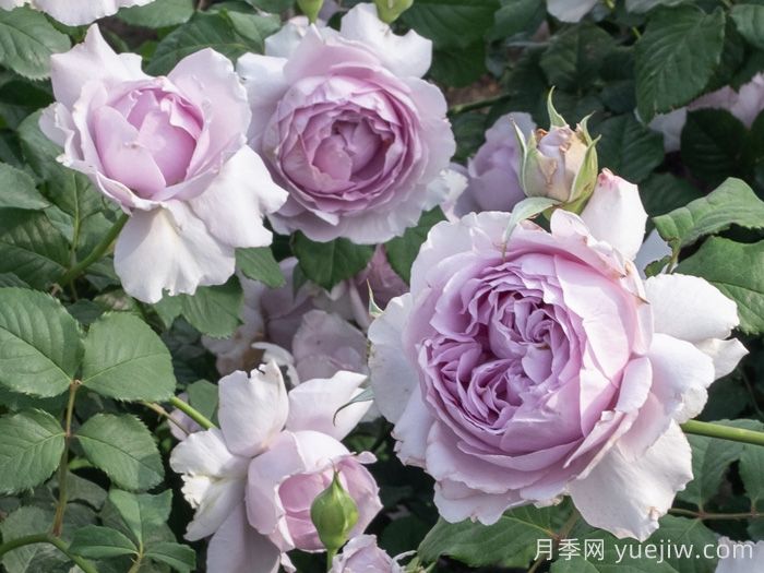 分享十款优秀蓝紫色月季品种(图5) 分享十款优秀蓝紫色月季品种(图5)