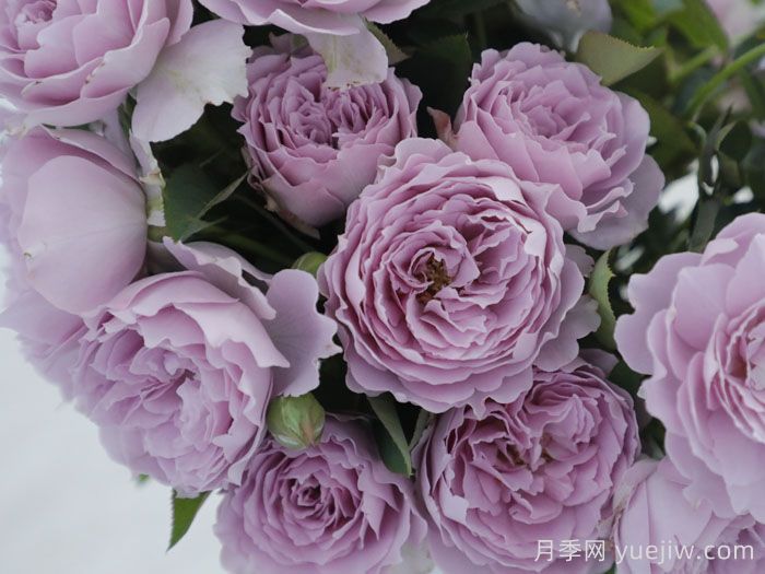 分享十款优秀蓝紫色月季品种(图6) 分享十款优秀蓝紫色月季品种(图6)