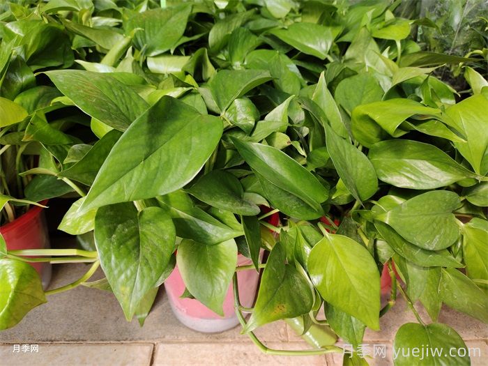 室内观叶植物的冬季养护(图1)