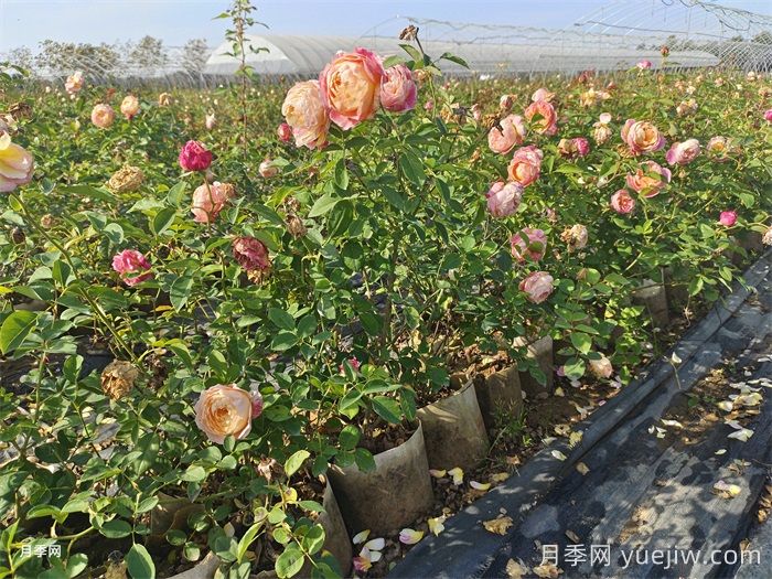 冬季如何给月季浇水？(图1)