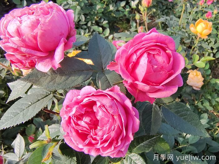 花木城:江西奉新天工花木城(图1) 花木城:江西奉新天工花木城(图1)