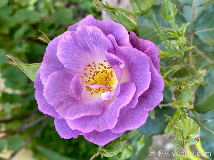 为什么有些月季好看却拍不好看？(图1)