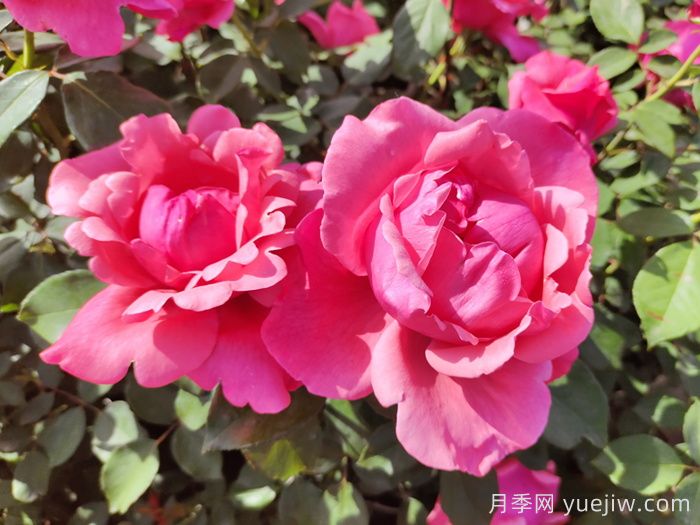 克拉玛依玫瑰市花文化和月季景观(图1)