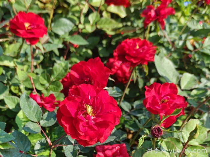 哈密月季应用和月季景观(图1)