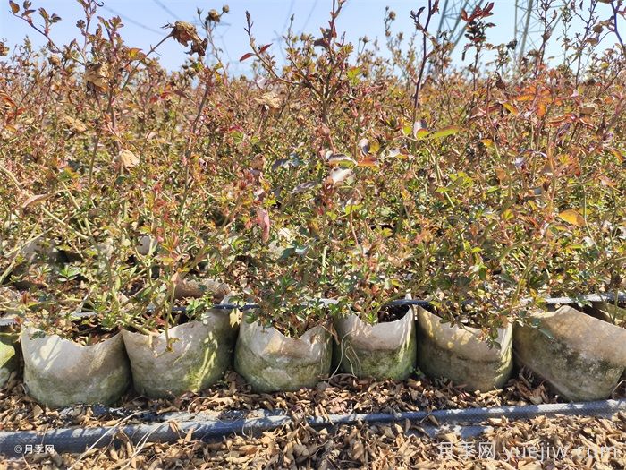 如何增强月季的抗冻力？(图1)