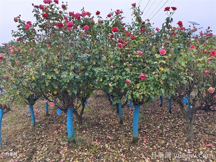 园林树木冬季修剪的技术要点(图1)