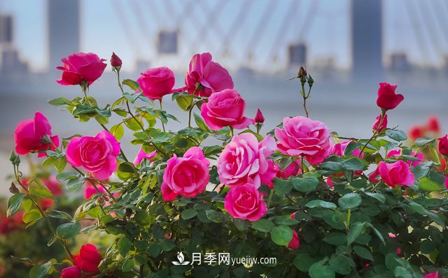 南阳月季文化(图1)