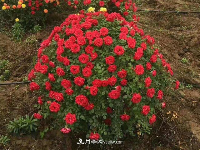 精品月季花球(图2)