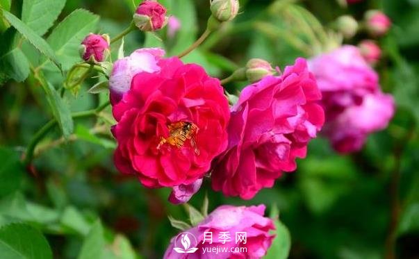 冬季该怎么修剪月季花？月季冬季修剪的要点(图1)