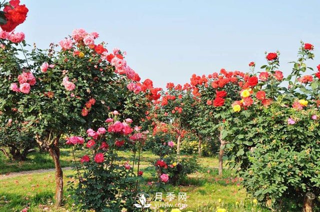 月季花的扦插与栽培管理(图1)