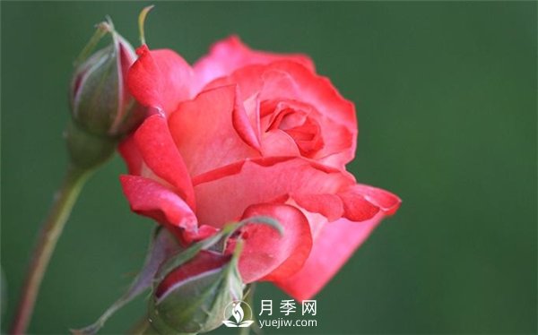 月季进入花期前的关键养护期 做好三点 4月花苞开到爆(图1)