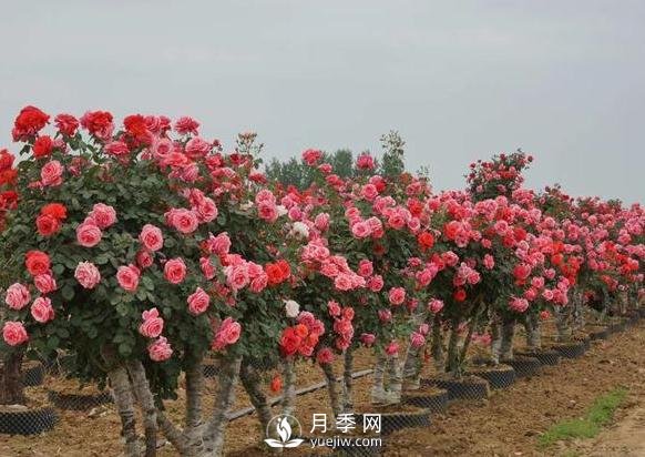 老桩月季花发芽后怎样移栽(图1)